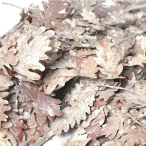 Oak Leaves - Preserved