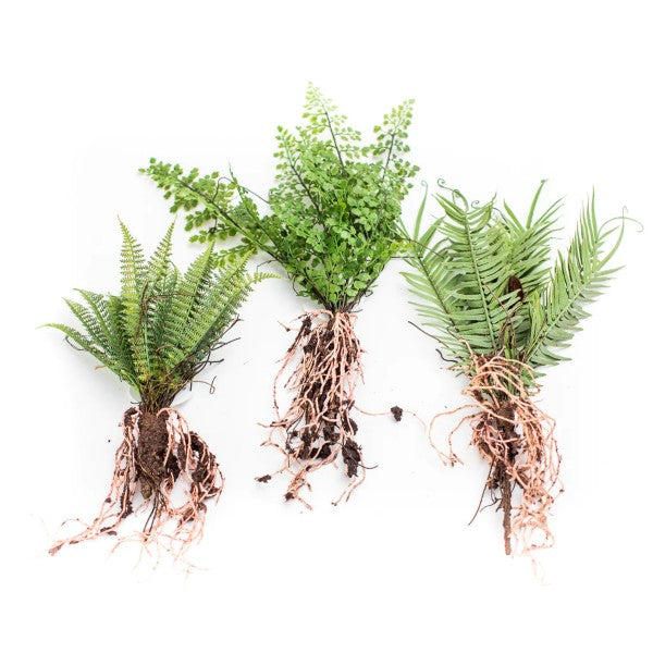 RAW FERNS W/ ROOTS – Vintage Peony
